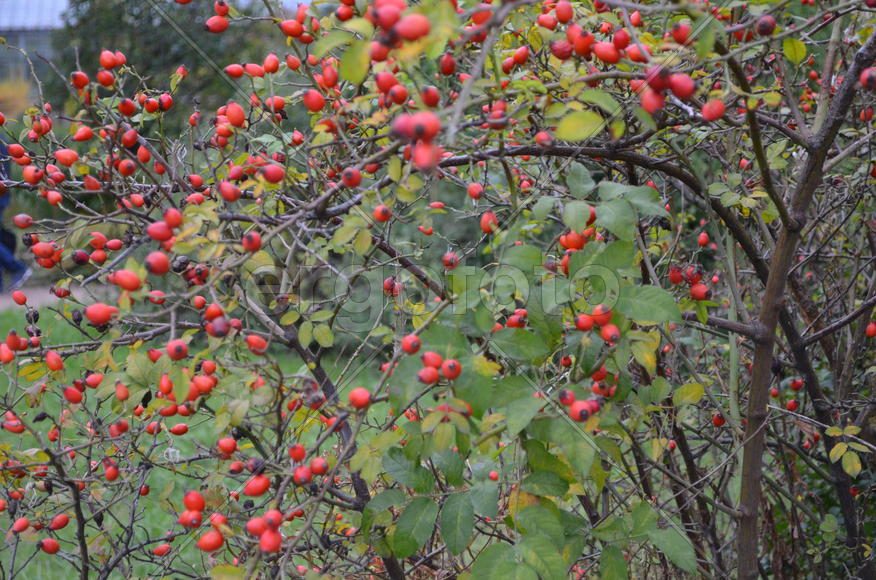 Октябрь, Красные плоды шиповника