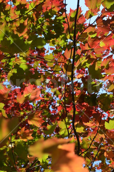 Солнечный клен