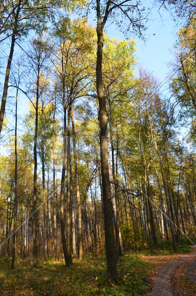 Золотой лес