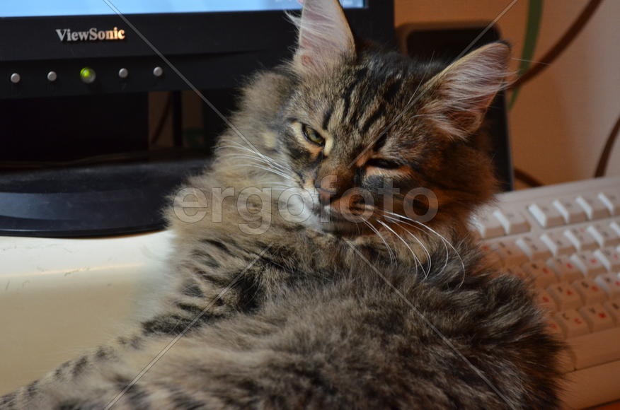 Серая пушистая кошка 