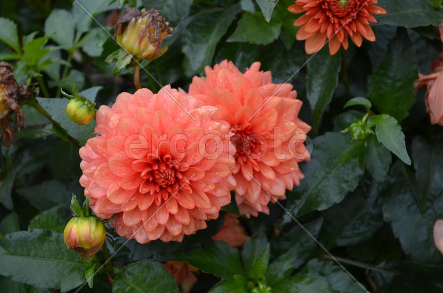 Яркая парочка