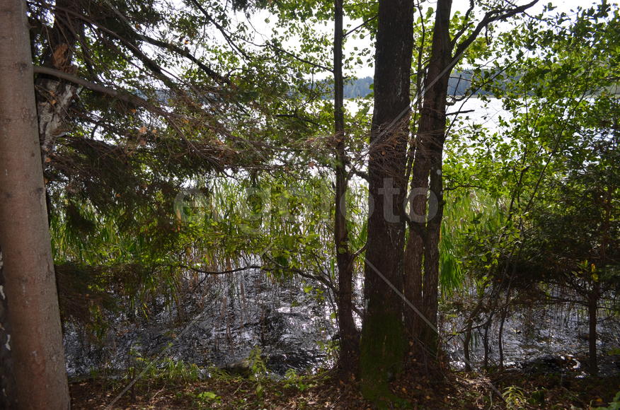 Лесное озеро: Национальный парк Нарочанский (Республика Беларусь)