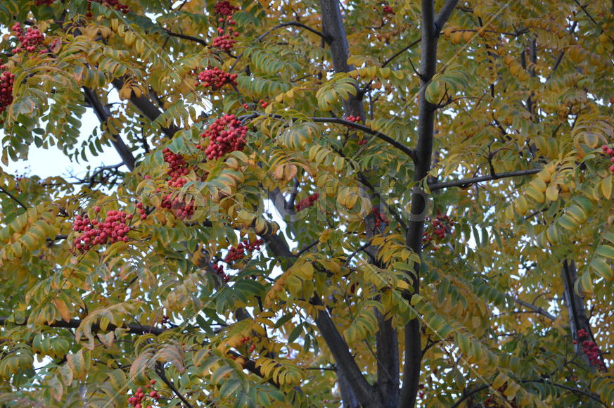 Красная рябина на ветке дерева с пожелтевшей листвой 