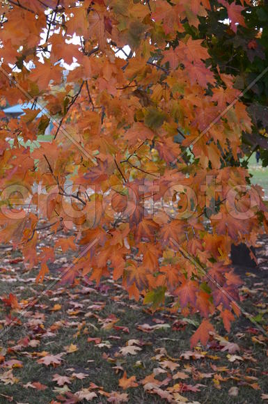 Оранжевый фрагмент