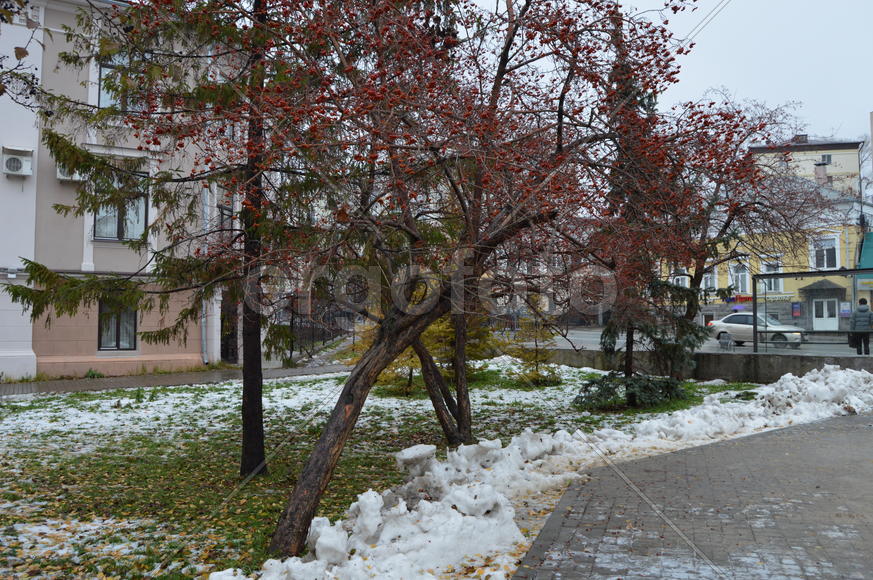 Первый снег поздней осенью 