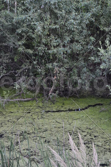 Зеленое заросшее тиной болото 