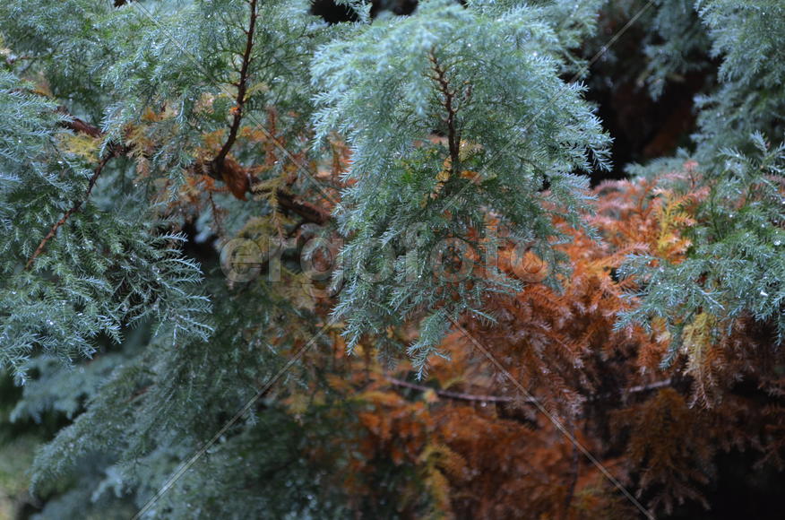 Криптомерия