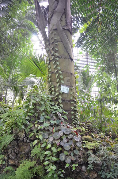 Лианы на пальмовом стволе 