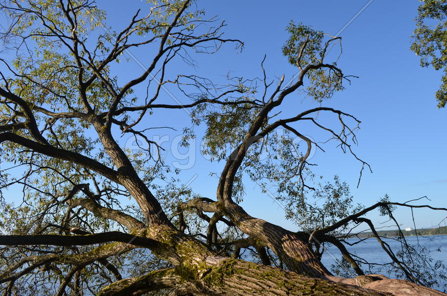 Засыхающие дерево над водоемом 
