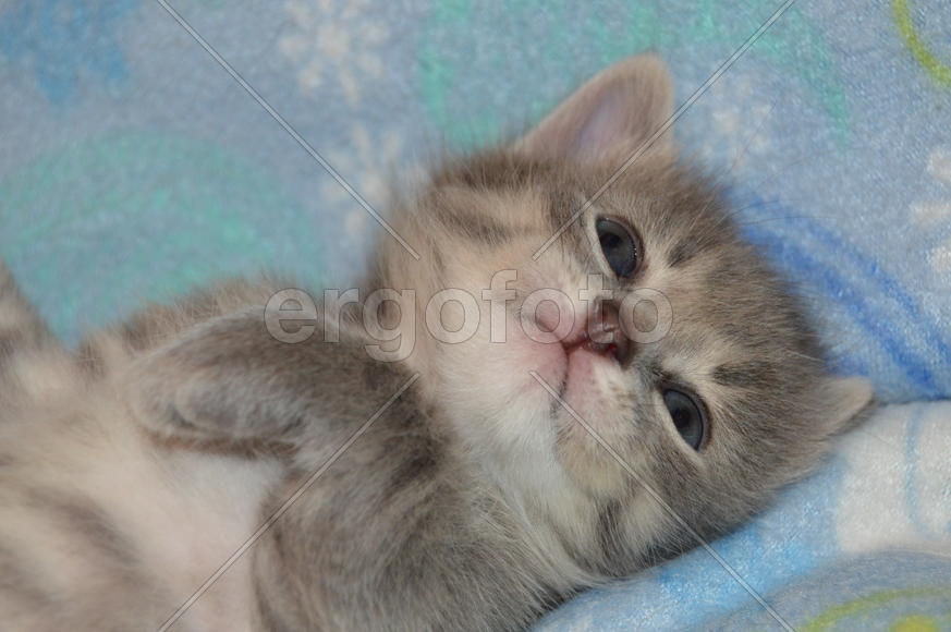 Серый дымчатый  котенок в полоску