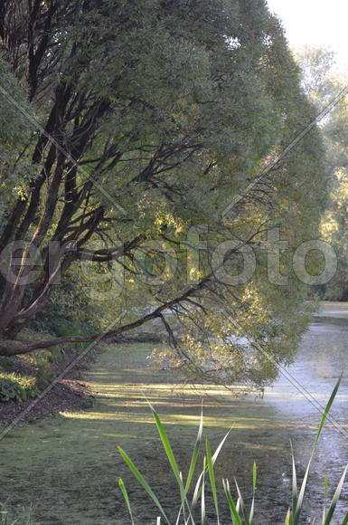 Затянулась бурой тиной гладь старинного пруда
