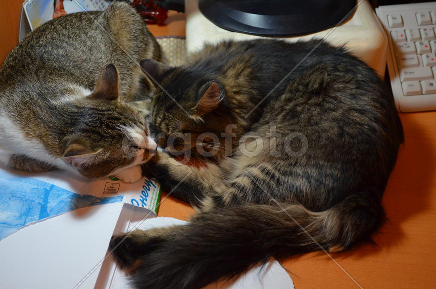 Две кошки спят рядом 