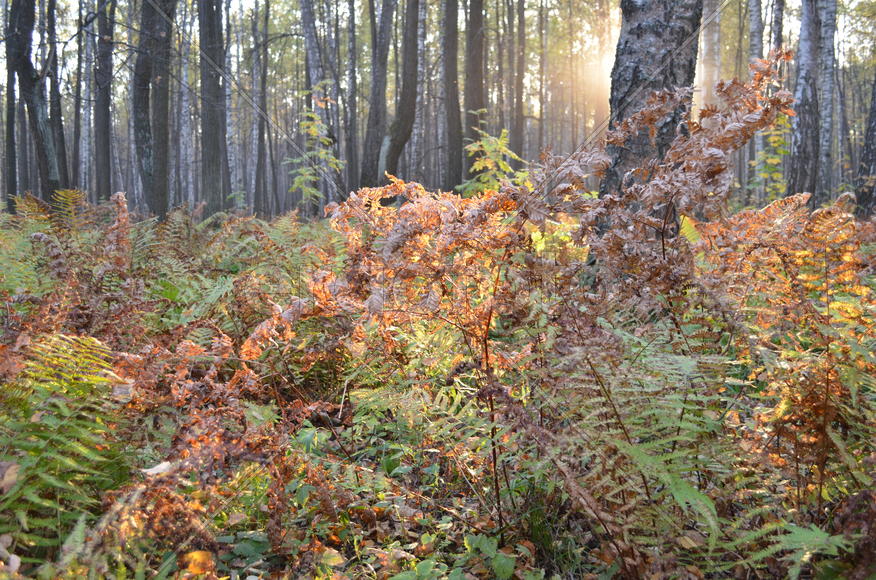 Царство папоротников