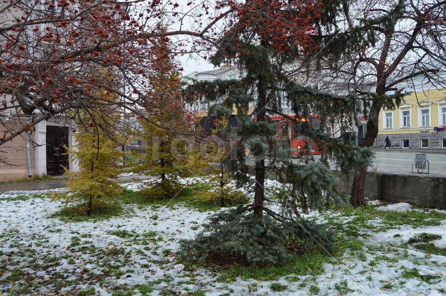 Первый снег поздней осенью 