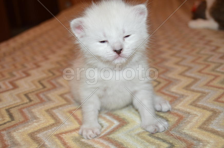 Маленький белый котенок 
