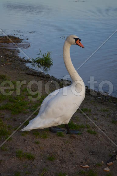 Дикие лебеди на берегу водоема 