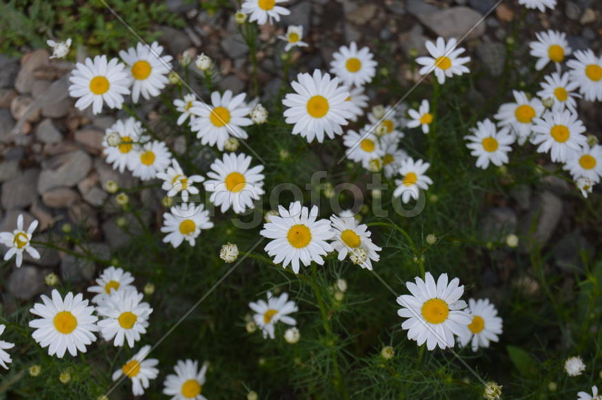 Белые ромашки среди зеленой листвы 