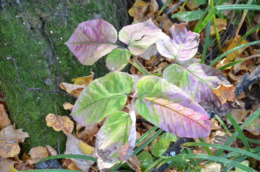 Сныть обыкновенная