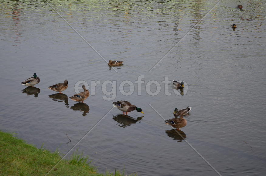 Раздвоение