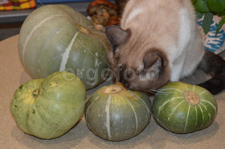 Домашние ухоженные кошки 