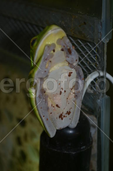 Зеленая лягушка на стекле террариума 