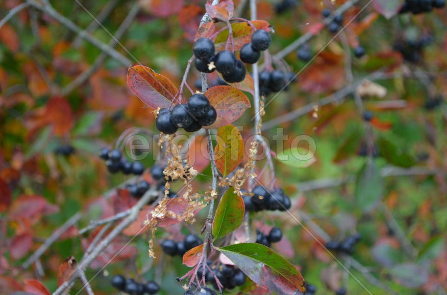 Рябина черноплодная