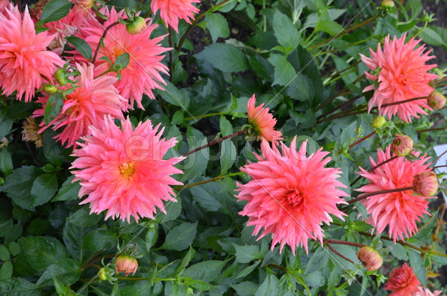 Розовая группа георгин