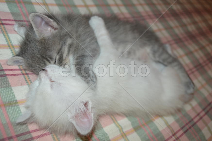 Котята. Близнецы