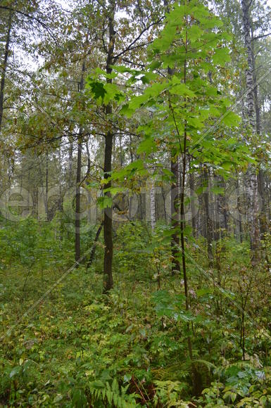 Пейзаж в чаще леса 