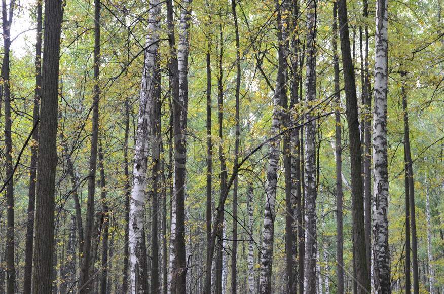 Пейзаж в чаще леса 
