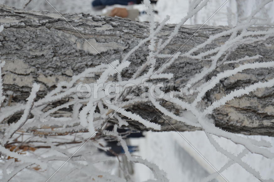 Снег на ветках