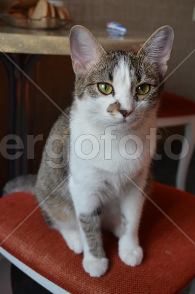 Портрет кошки 