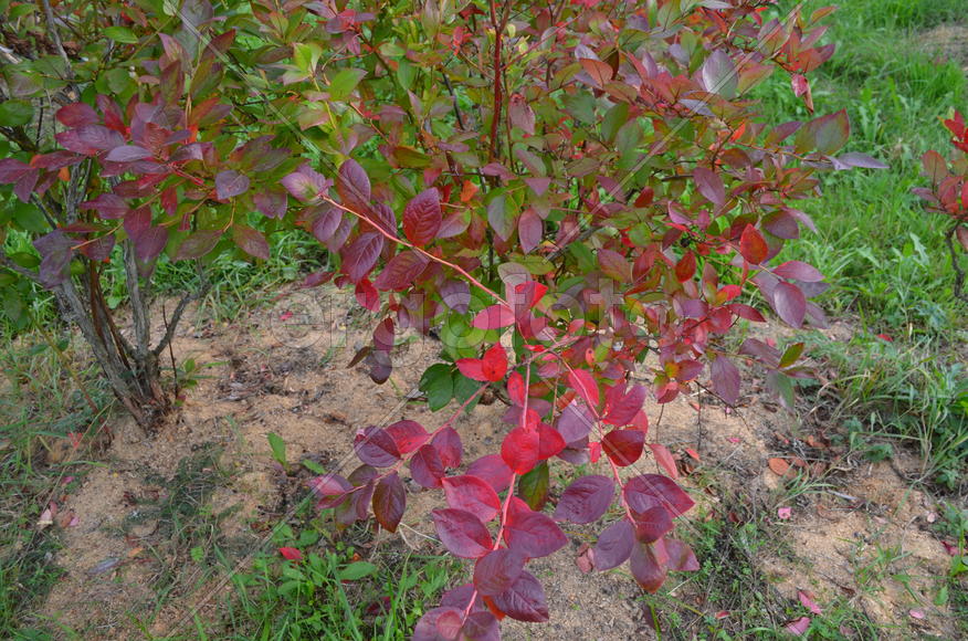 Садоводческое хозяйство 