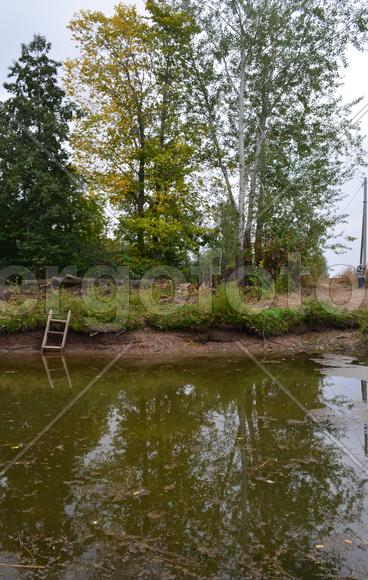 Деревья на берегу озера 