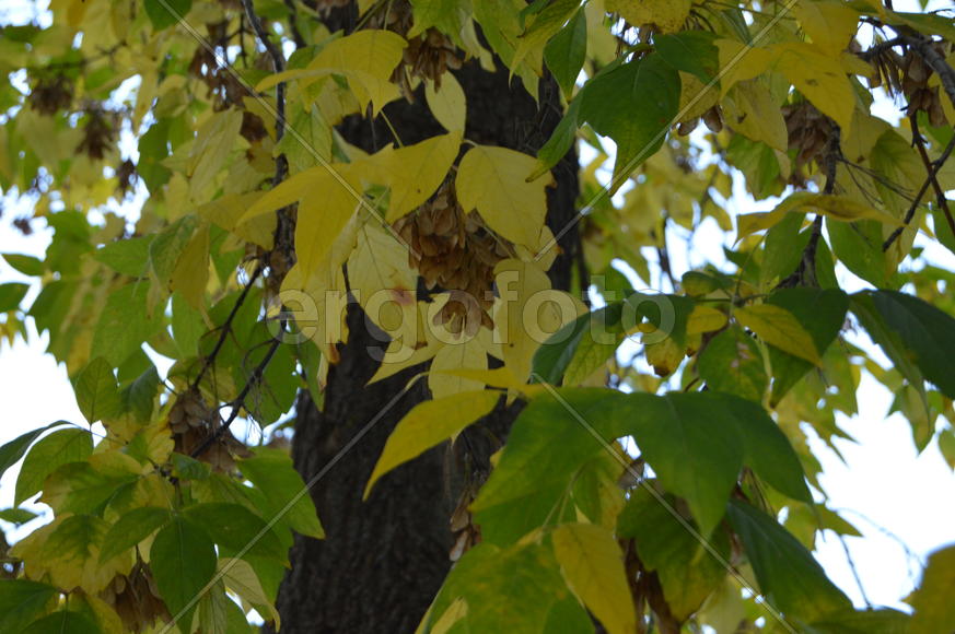 Золотая осень. Пожелтевшая листва ранней осени 