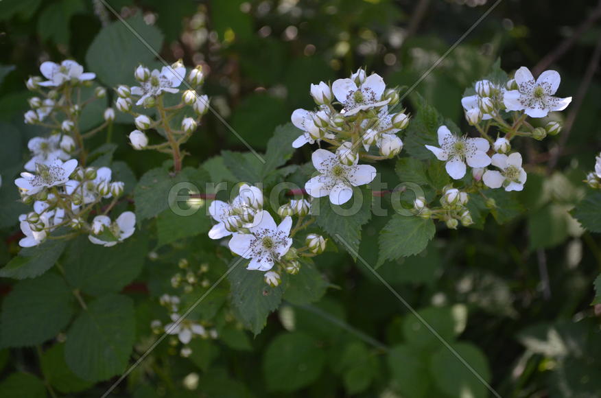 Ежеви́ка гига́нтская, армя́нская или гимала́йская (лат. Rúbus armeniácus): ветви с белыми цветами