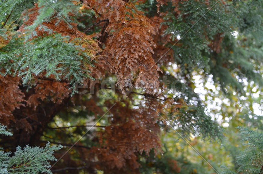 Оттенки хвои