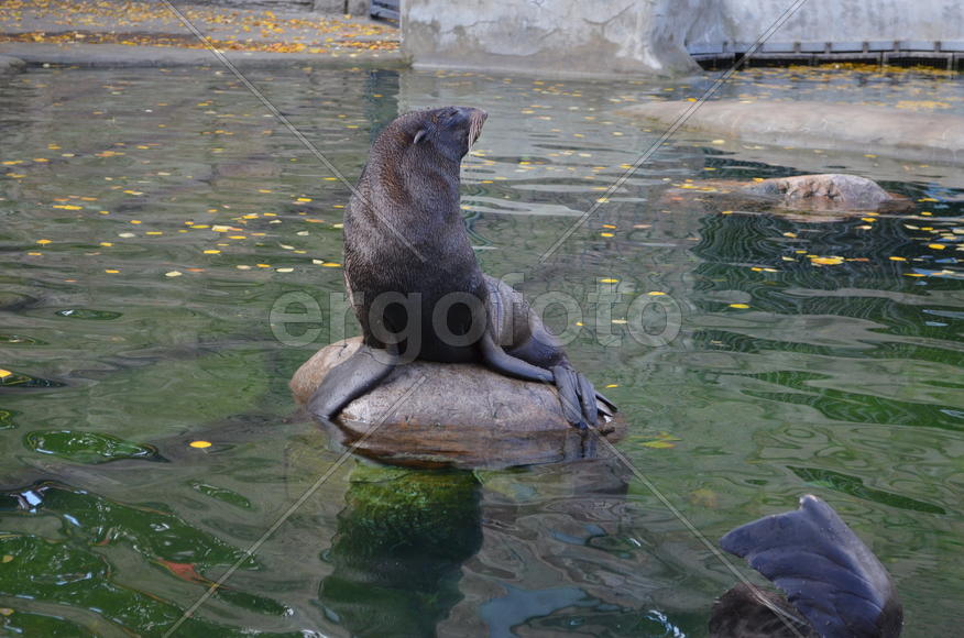 Тюлени в заповеднике 