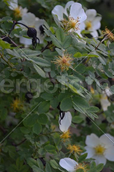 Цветы в разном состоянии