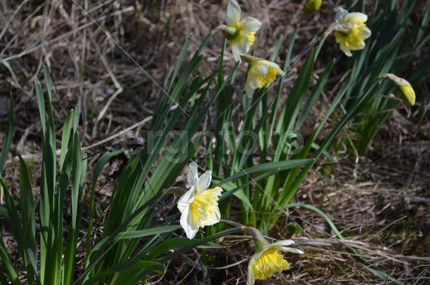 Первые цветы