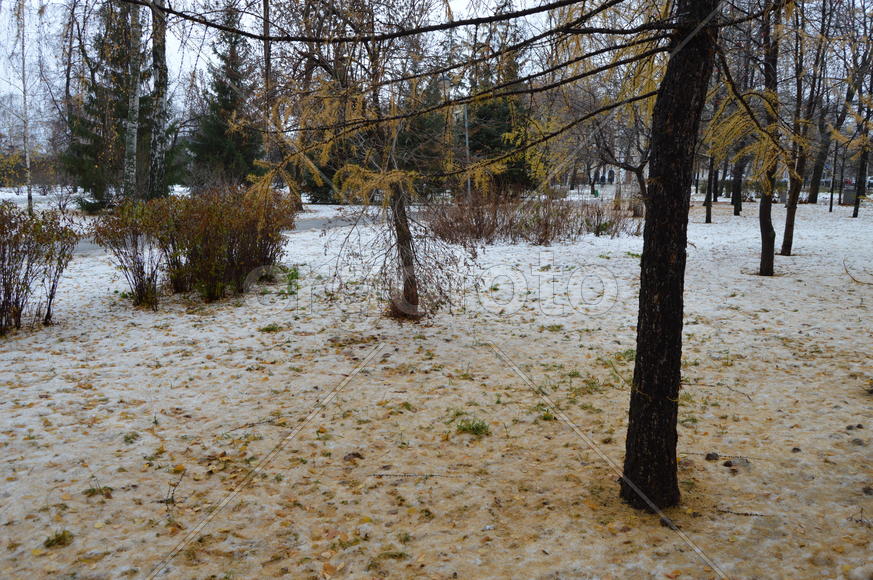 Первый снег поздней осенью 