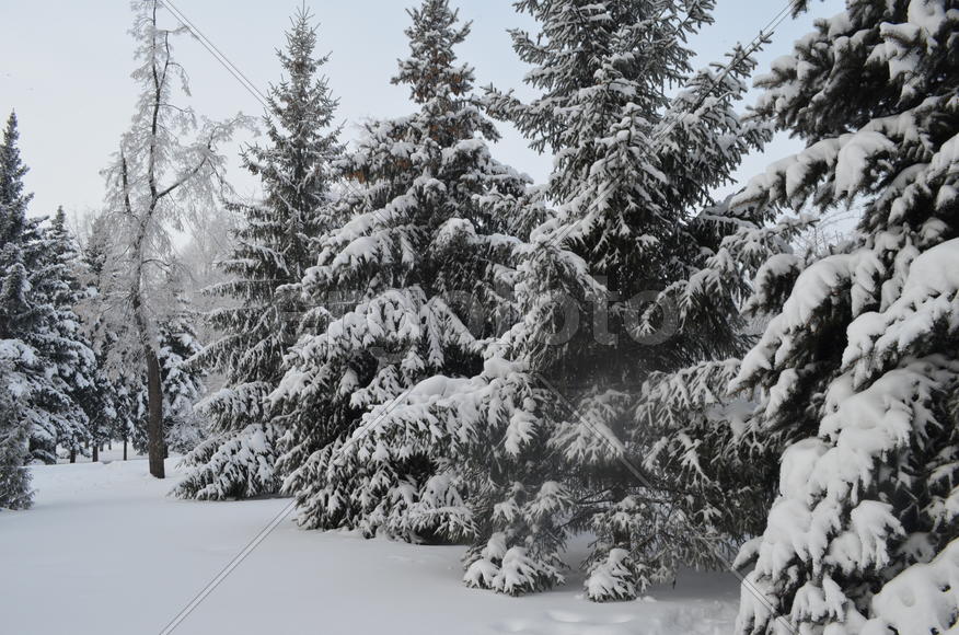 Снежный ряд