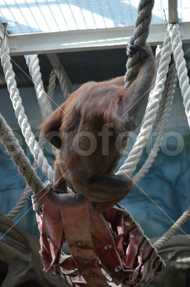 Обезьяна в зоопарке 