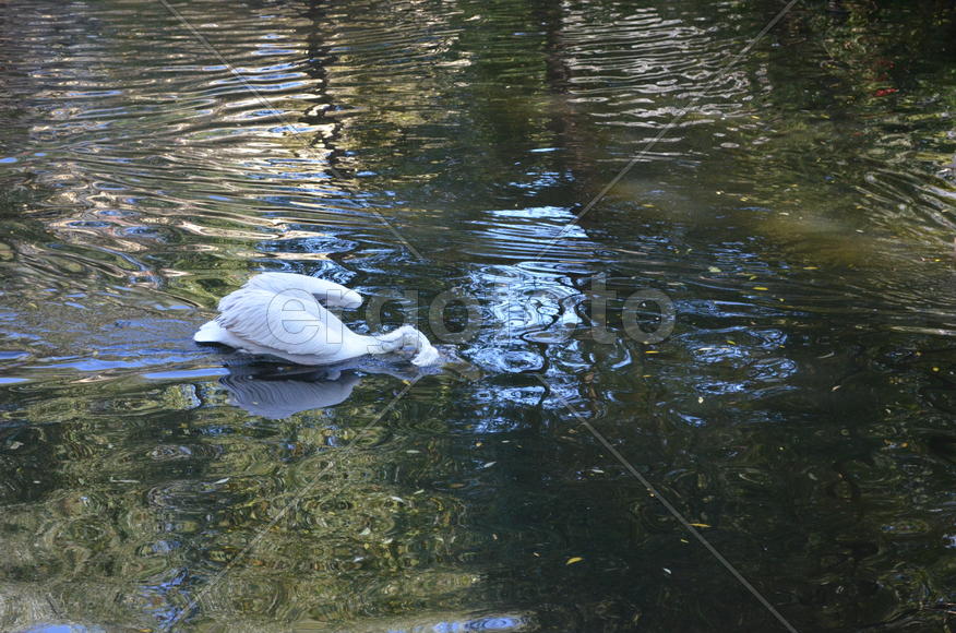 Пеликаны плавают по водоему 