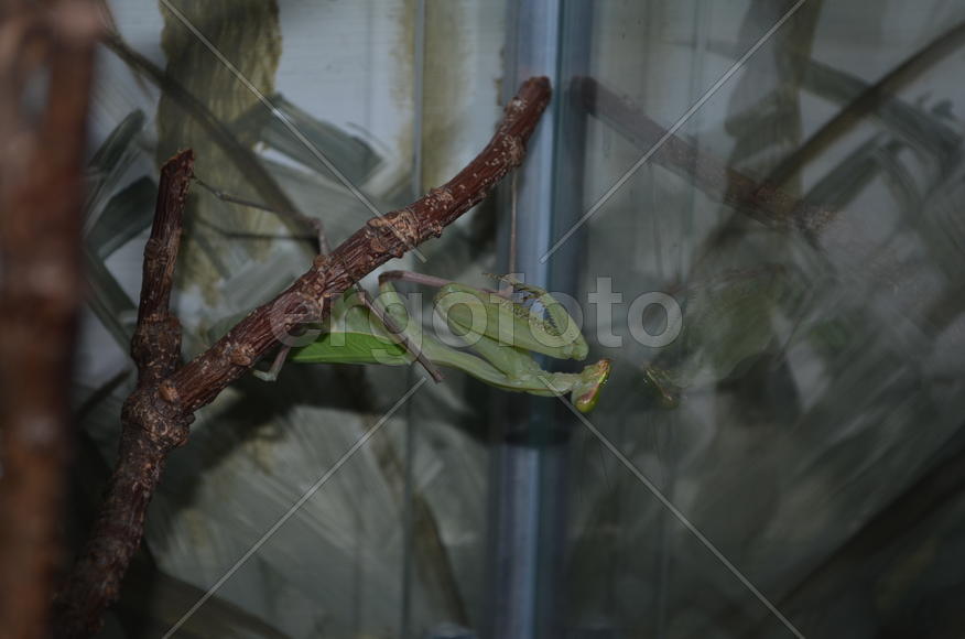 Зеленый кузнечик крупным планом