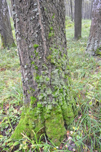 Ствол лесного дерева 