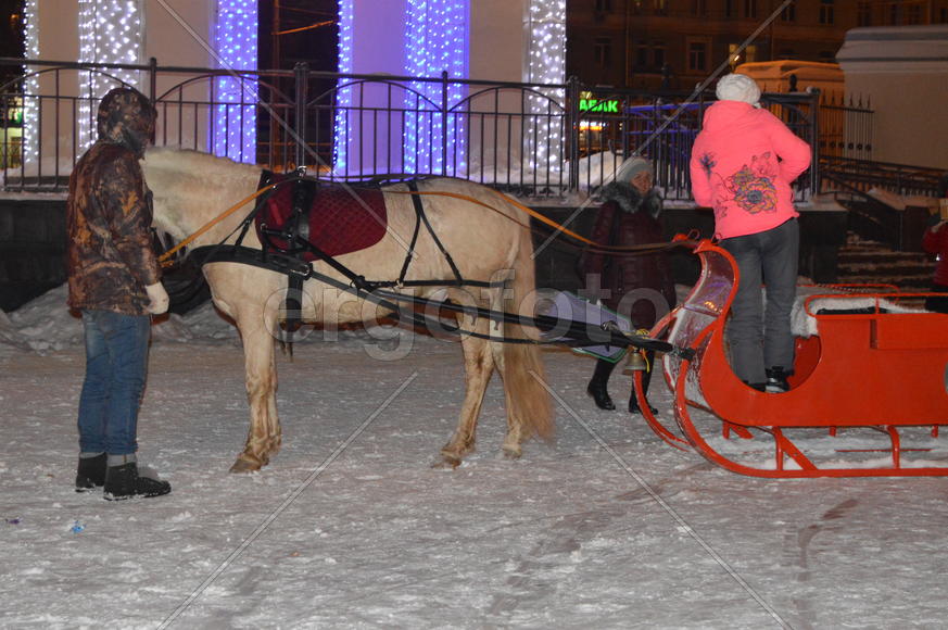 Лошадь запряженная санями 
