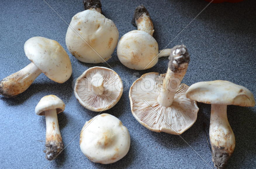 Несъедобные грибы белого цвета 