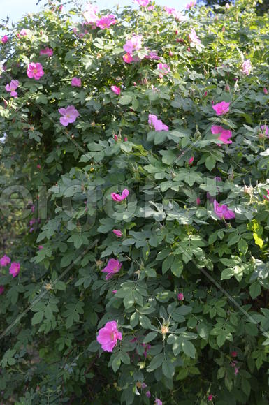 Цветет шиповник