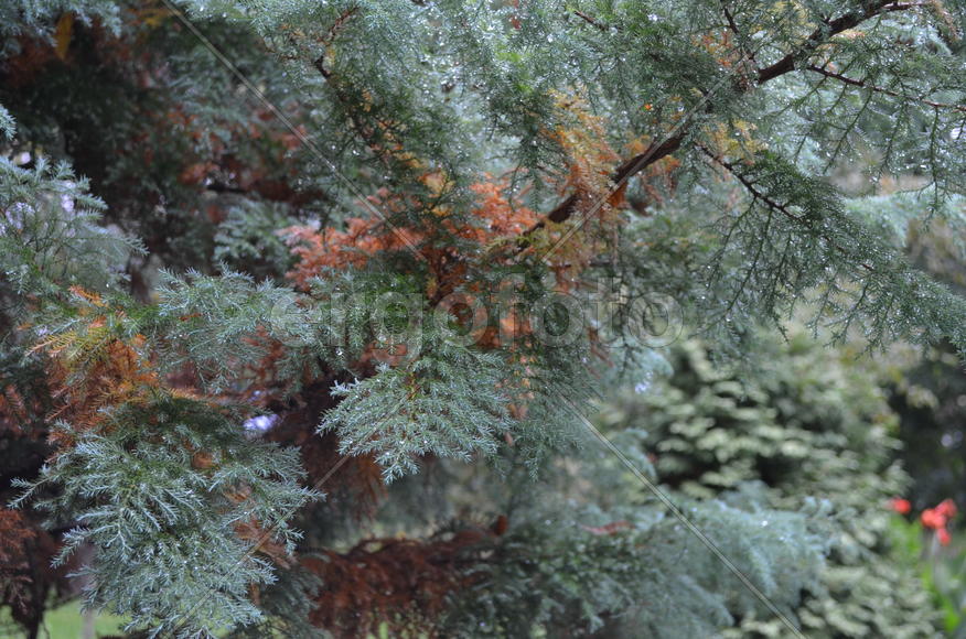 Хвоя под дождем